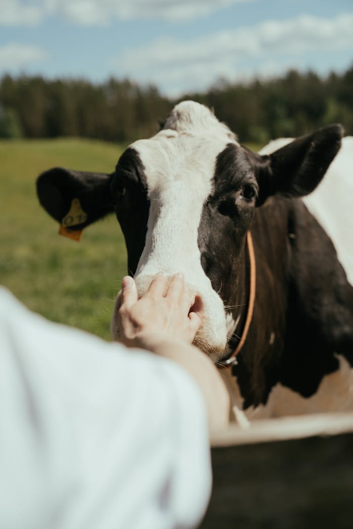 Close-up of a person's hand gently touching a black and white dairy cow in a sunny field.