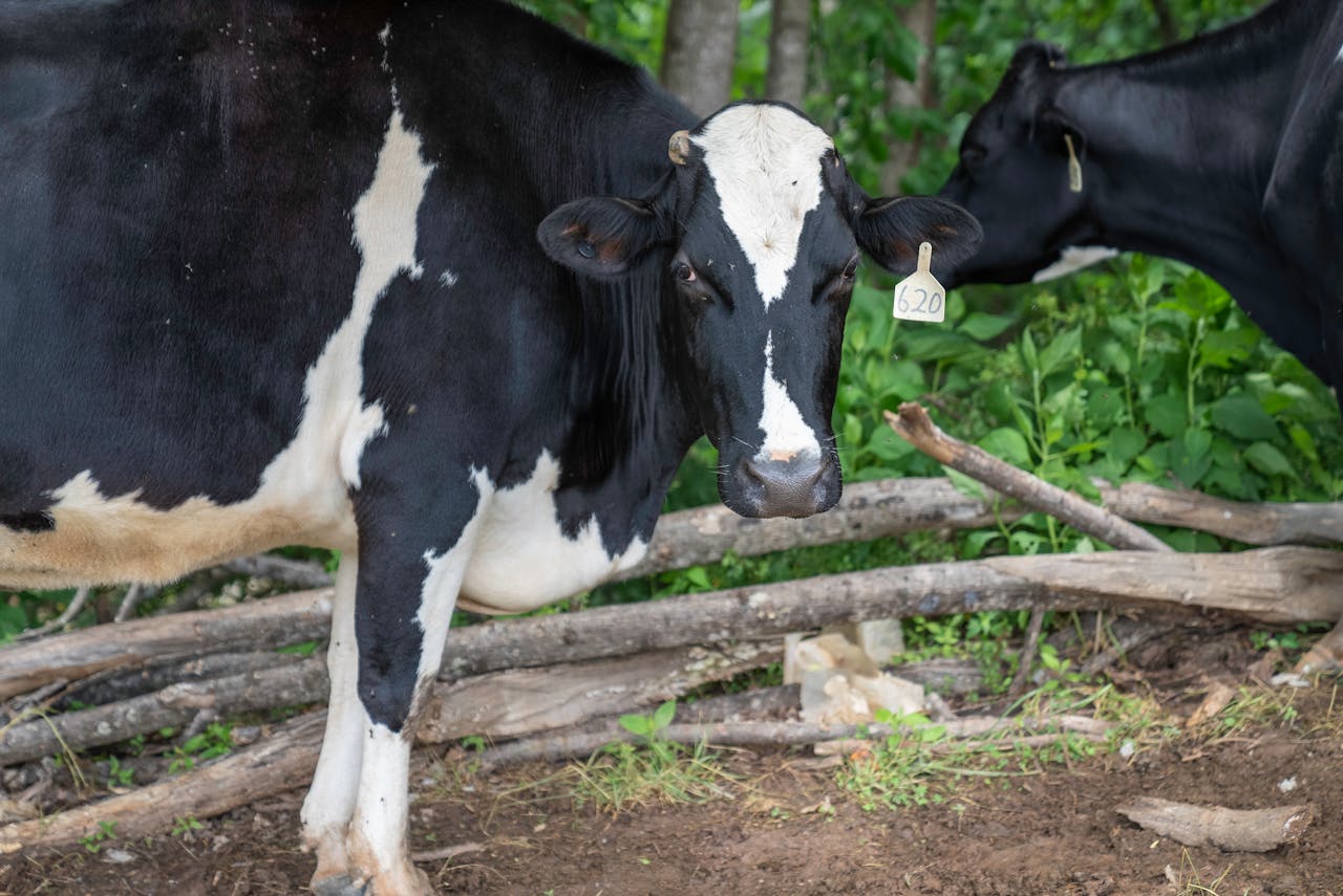 Holstein dairy cows grazing peacefully on a North Carolina farm.